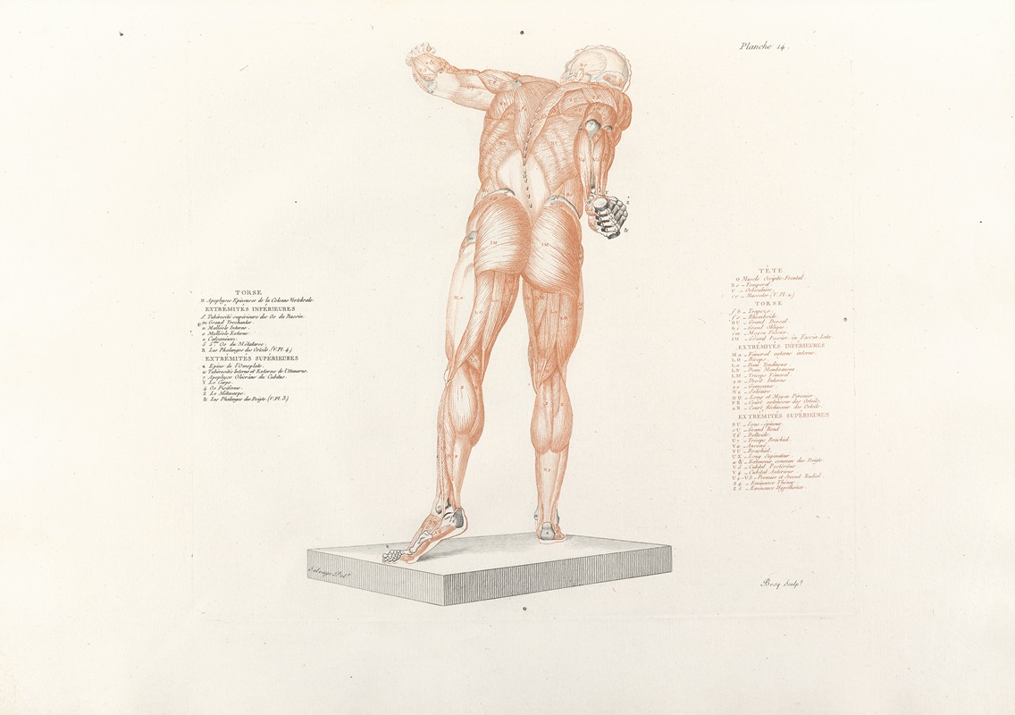 Jean-Galbert Salvage - Anatomie du gladiateur combattant Pl.15
