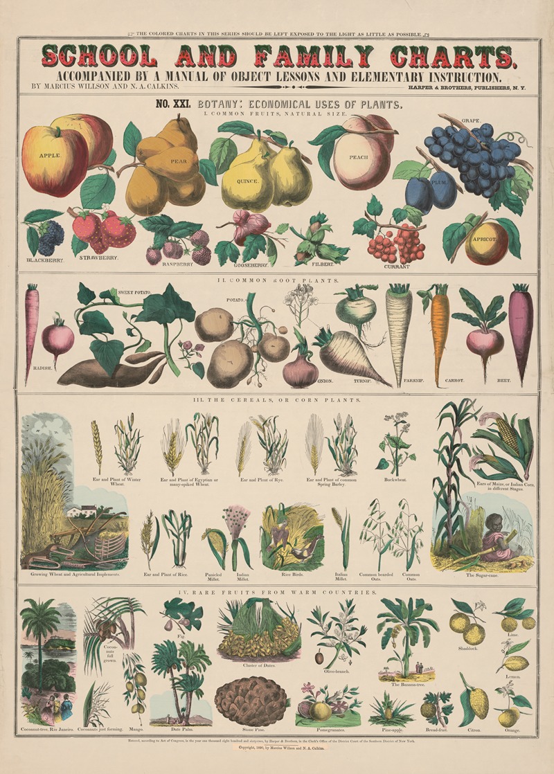 Marcius Willson - No. XXI. Botany