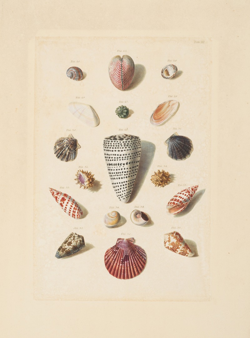 Franz Michael Regenfuss - Plate III, from ‘Choix de Coquillages et de Crustacés’