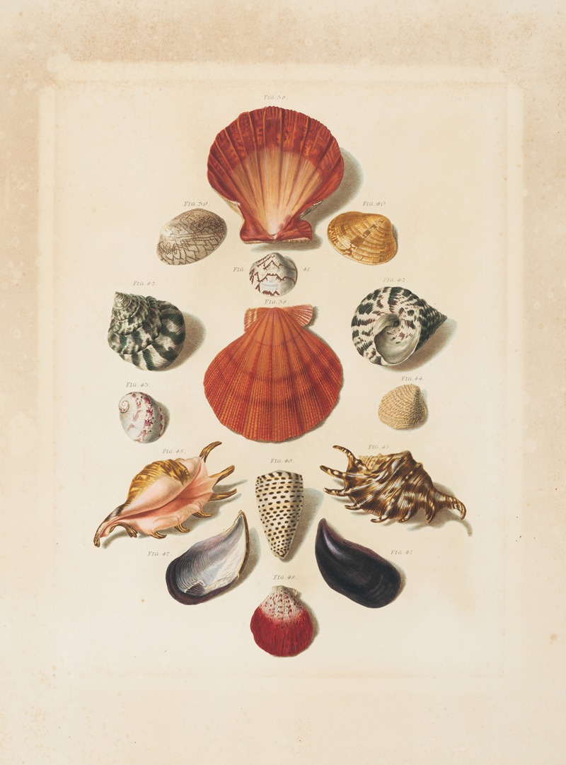 Franz Michael Regenfuss - Plate IV, from ‘Choix de Coquillages et de Crustacés’