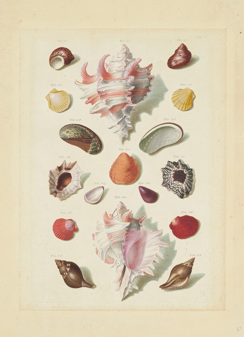 Franz Michael Regenfuss - Plate IX, from ‘Choix de Coquillages et de Crustacés’