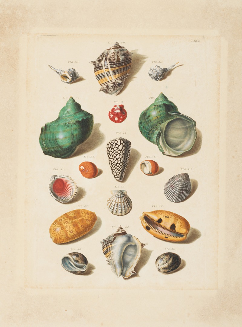 Franz Michael Regenfuss - Plate V, from ‘Choix de Coquillages et de Crustacés’