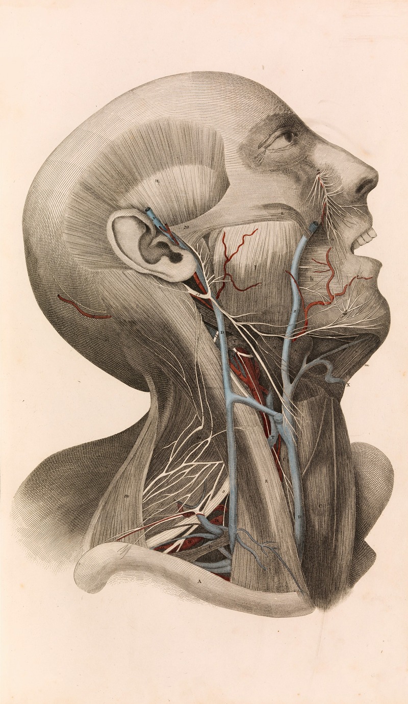 John Lizars - A System of Anatomical Plates of the Human Body, vol. 2