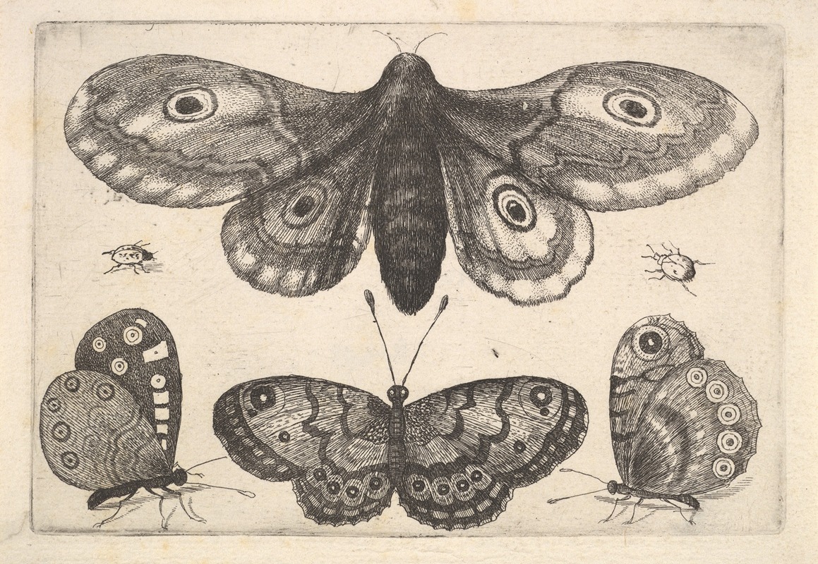 Wenceslaus Hollar - A moth, three butterflies and two beetles