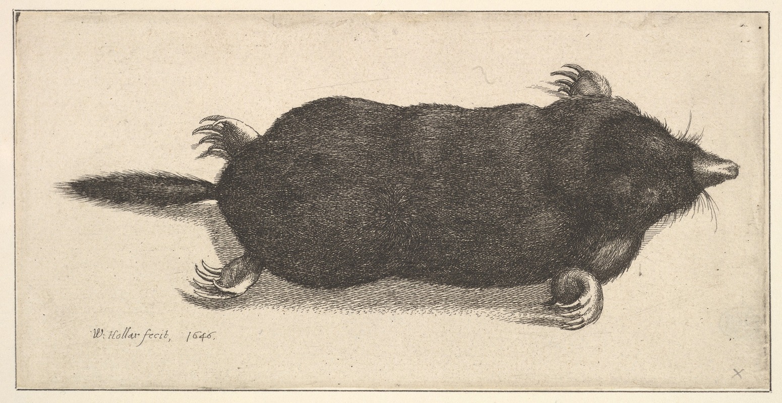 Wenceslaus Hollar - Dead Mole