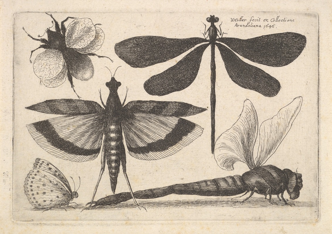 Wenceslaus Hollar - Dragonflies and a bumble bee