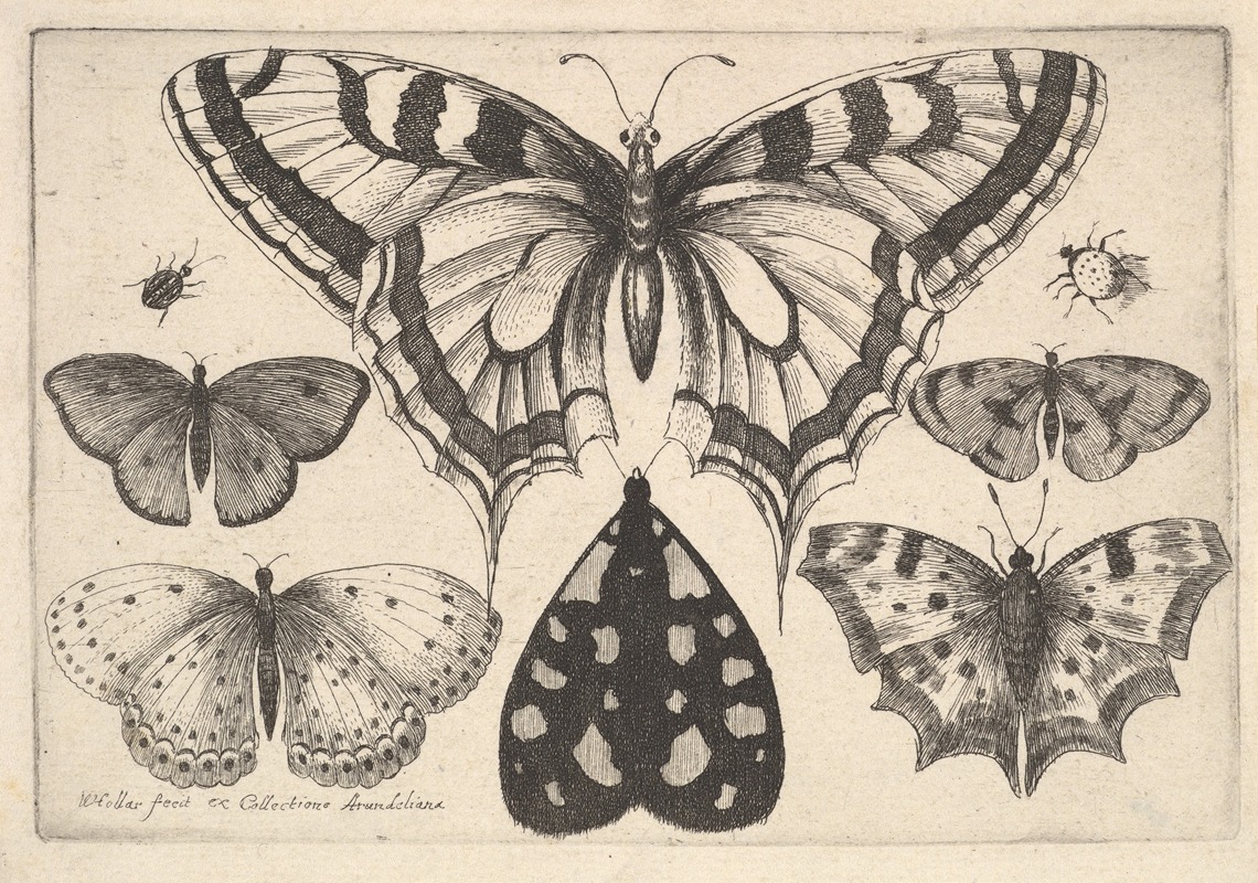 Wenceslaus Hollar - Five Butterflies, a Moth and Two Beetles