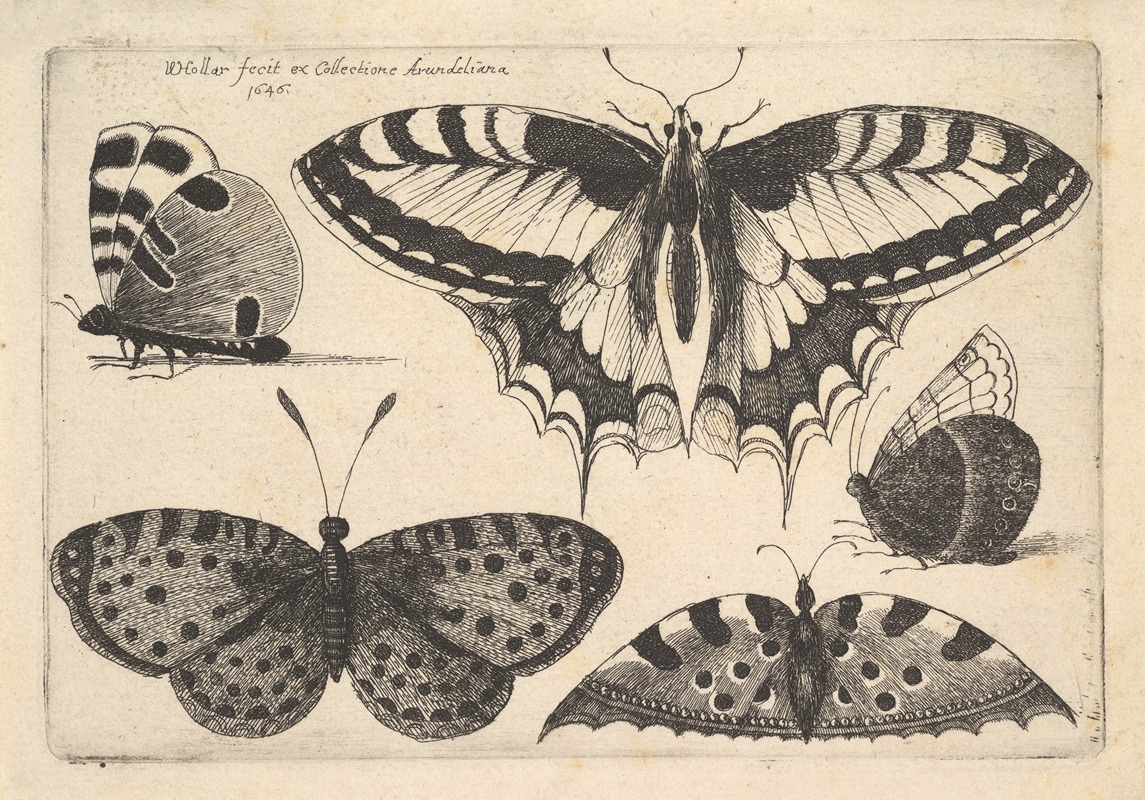 Wenceslaus Hollar - Five Butterflies