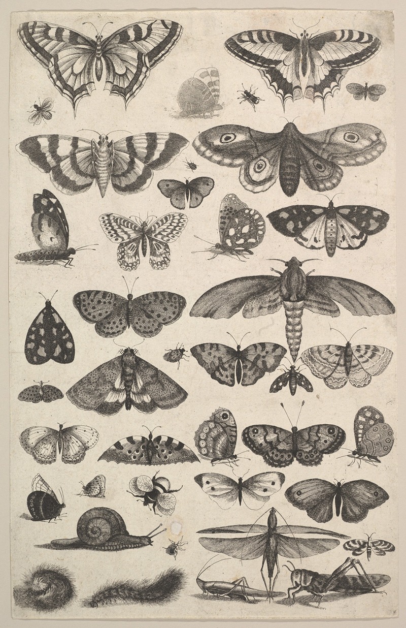 Wenceslaus Hollar - Forty-one Insects, including moths and butterflies