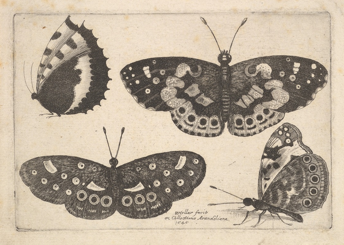 Wenceslaus Hollar - Four Butterflies