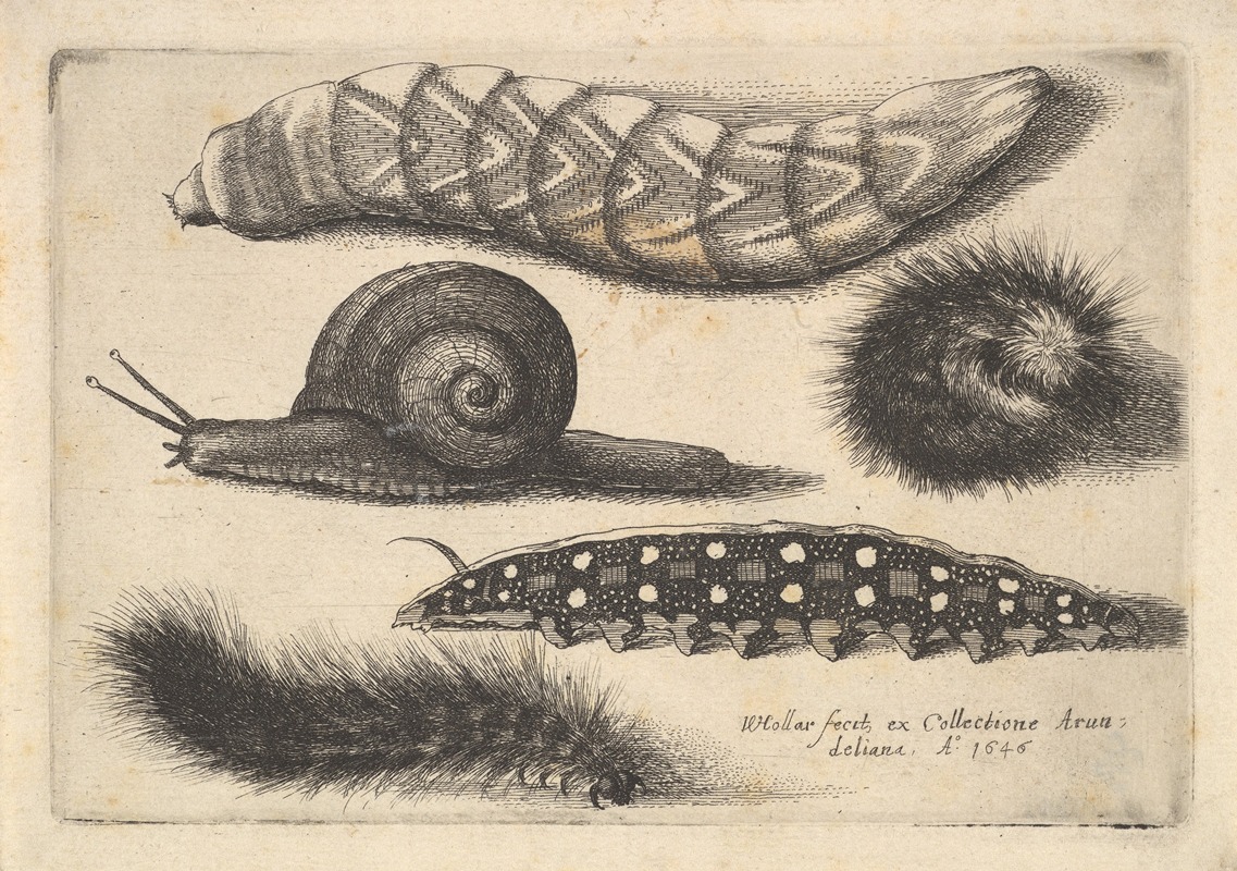 Wenceslaus Hollar - Four Caterpillars and a Snail