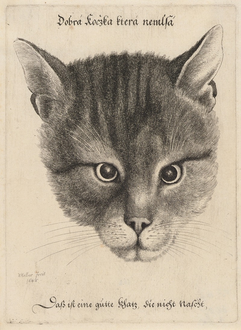 Wenceslaus Hollar - Head of a Cat