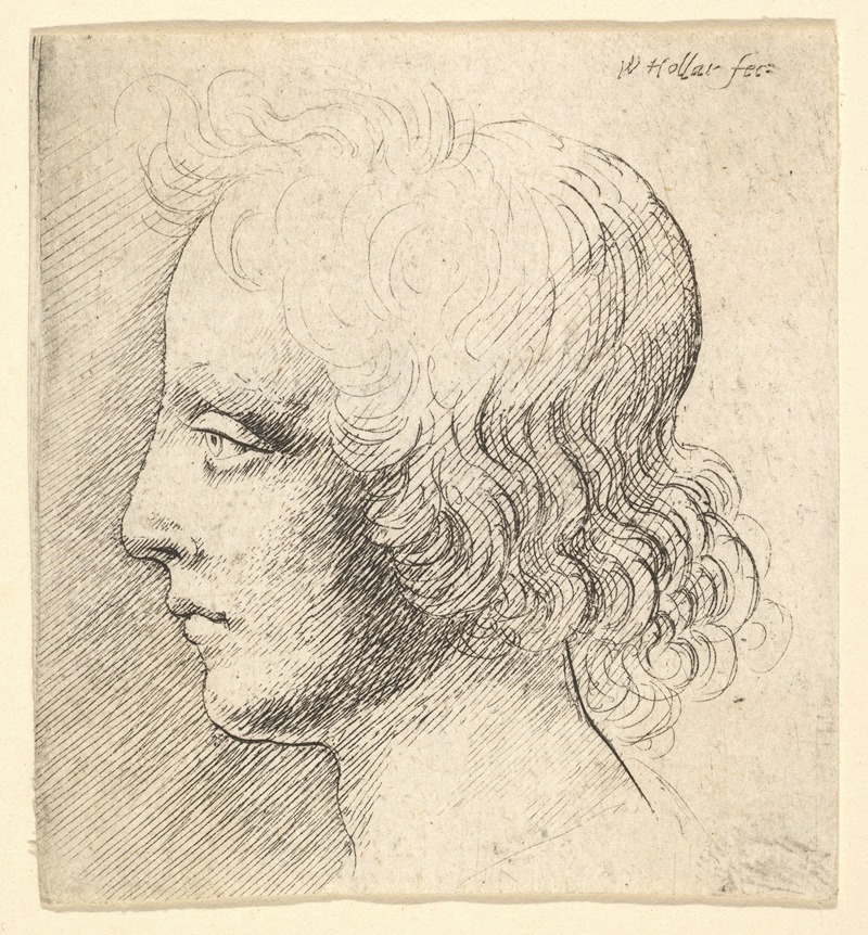 Wenceslaus Hollar - Head of Young Man