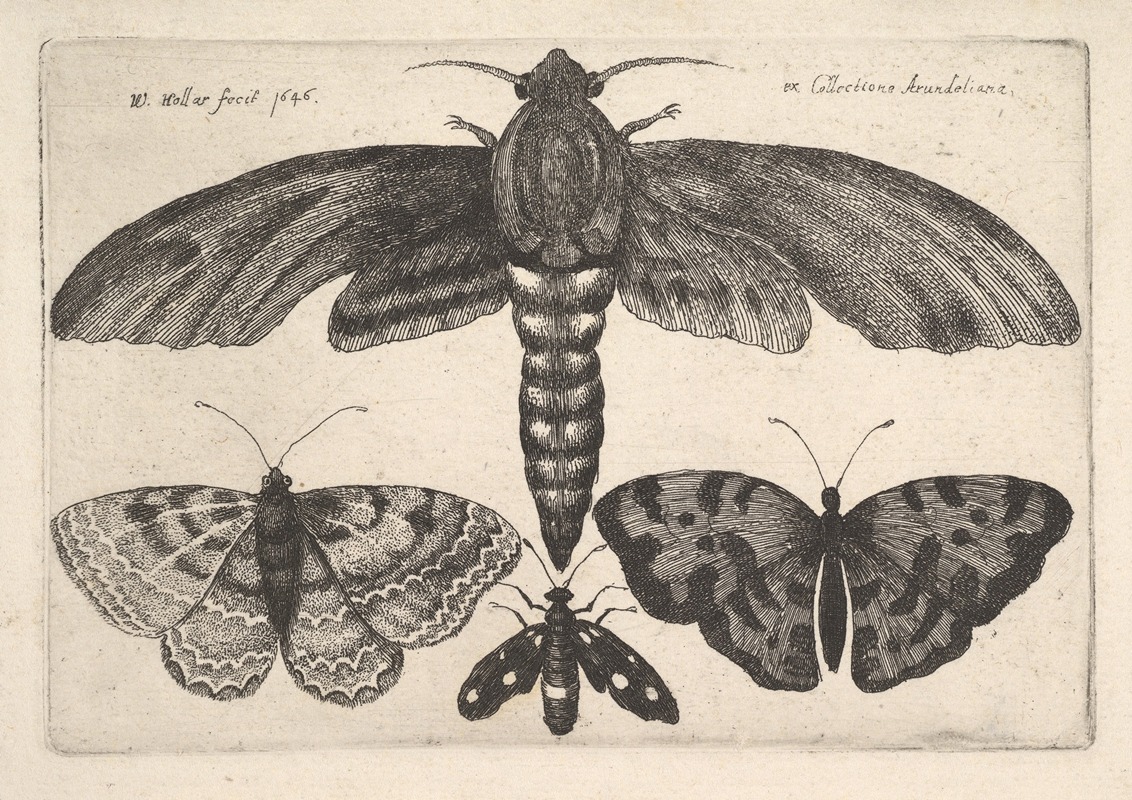 Wenceslaus Hollar - Moth and three butterflies