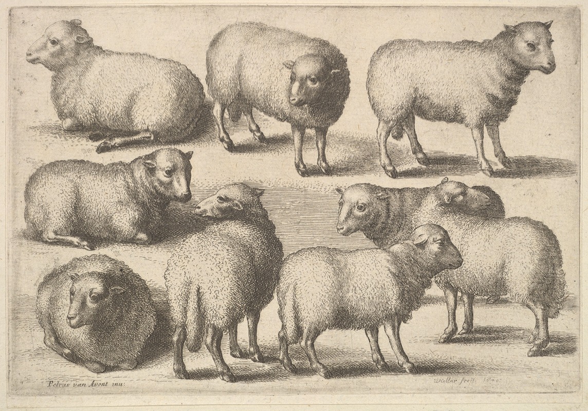 Wenceslaus Hollar - Nine sheep