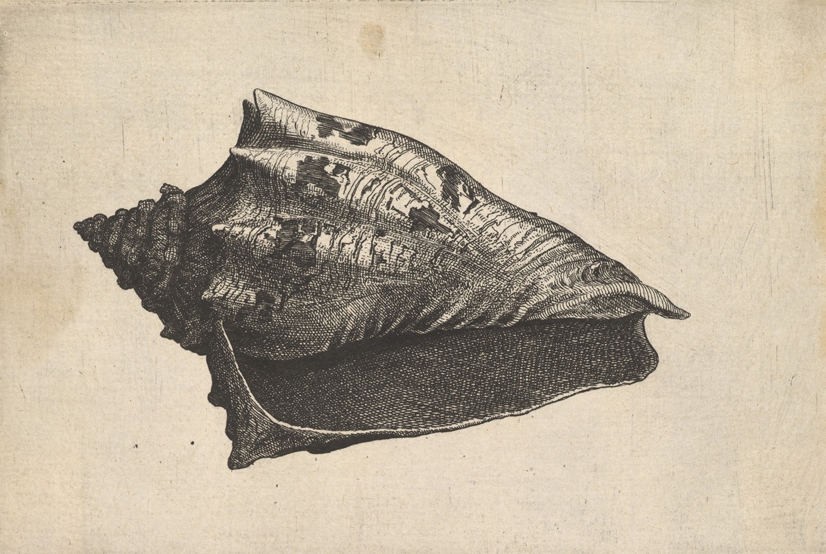 Wenceslaus Hollar - Shell; Hebrew Volute (Voluta ebraea L)