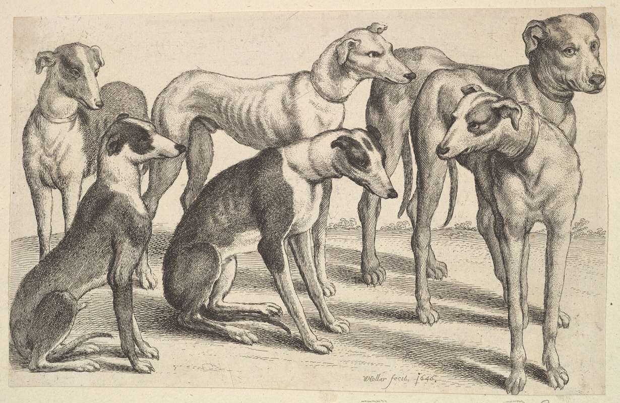 Wenceslaus Hollar - Six Hounds