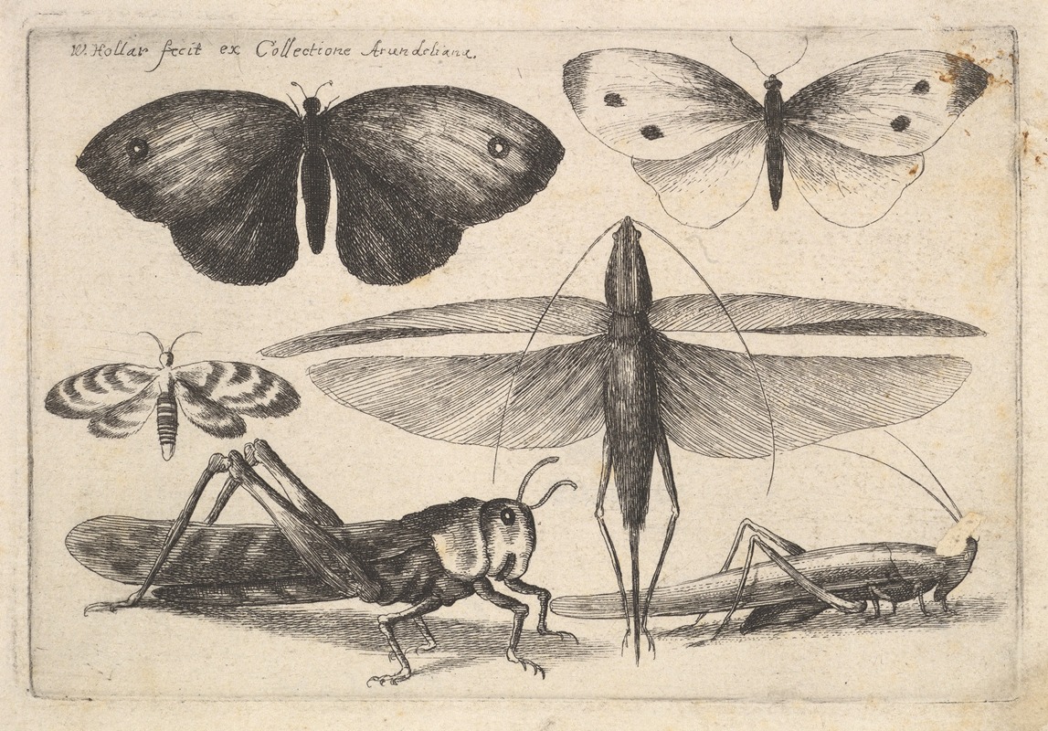 Wenceslaus Hollar - Six Insects