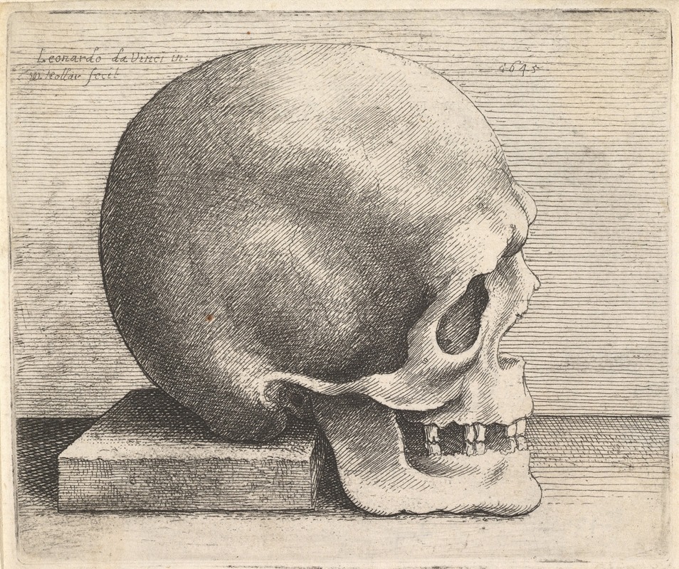 Wenceslaus Hollar - Skull in profile to right