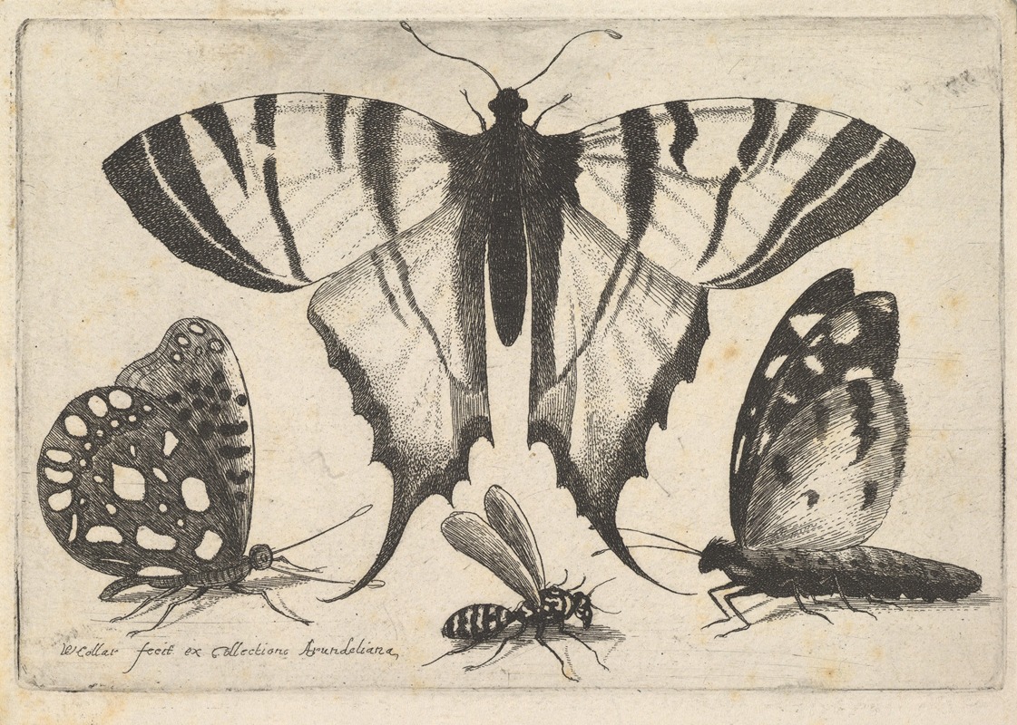 Wenceslaus Hollar - Three Butterflies and a Wasp