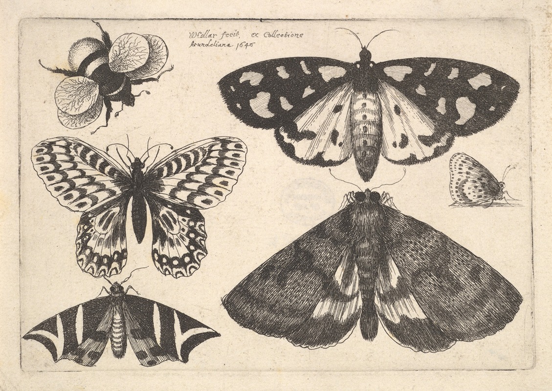 Wenceslaus Hollar - Three moths, two butterflies and a bumble bee