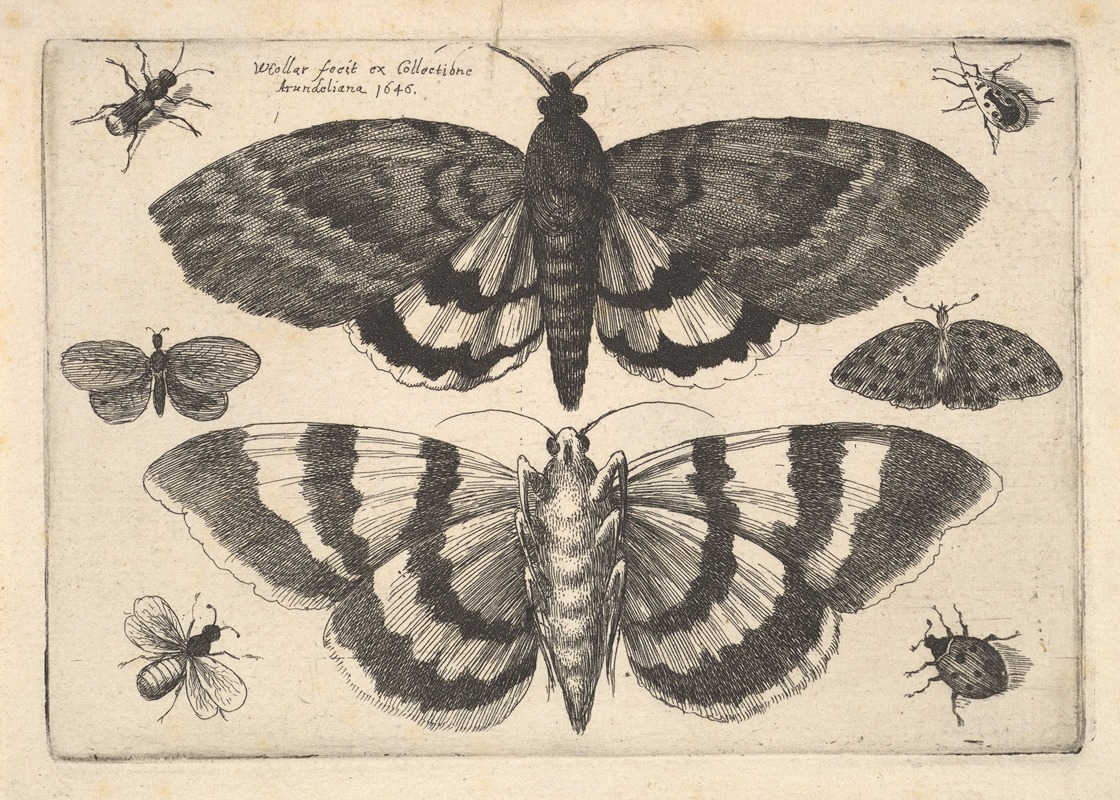 Wenceslaus Hollar - Two moths and six Insects