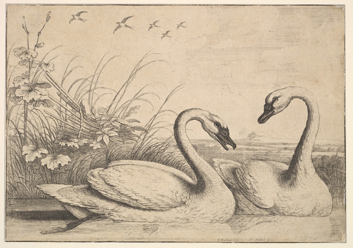 Wenceslaus Hollar - Two Swans