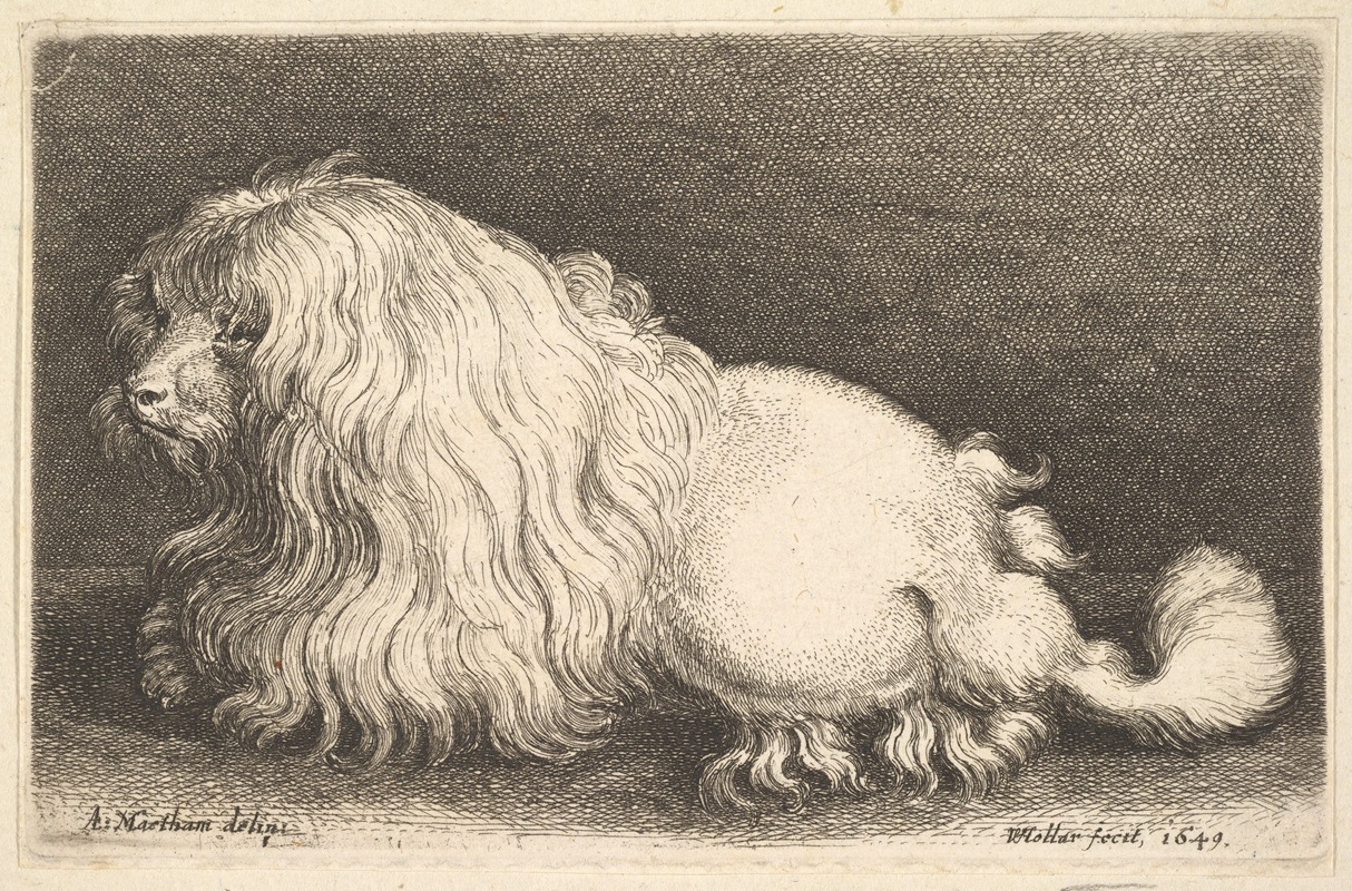 Wenceslaus Hollar - White dog