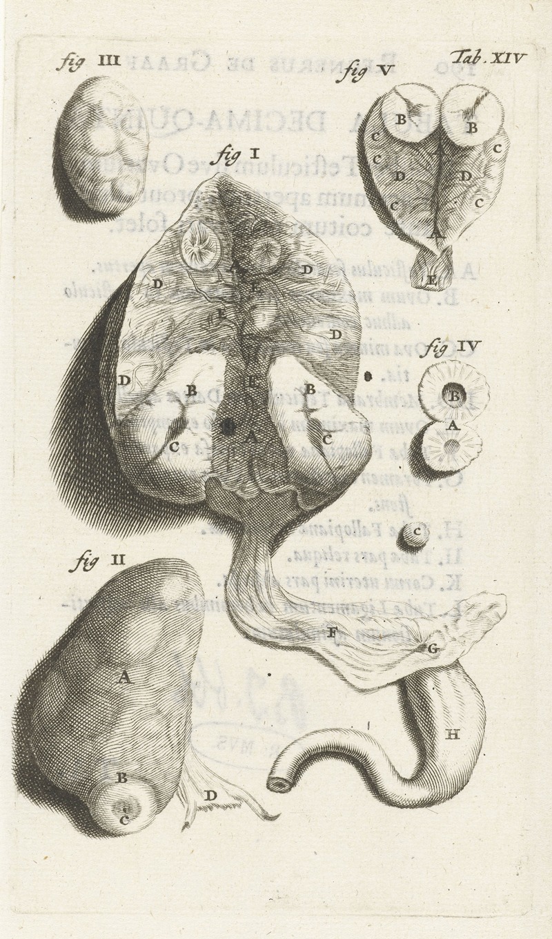 Hendrik Bary - Anatomical detail image of various female genitalia