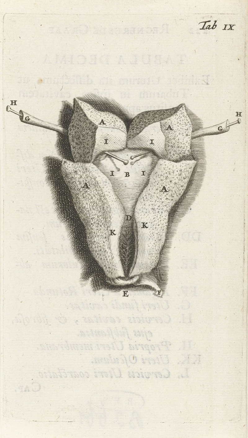 Hendrik Bary - Anatomical drawing of the inside of the uterus.