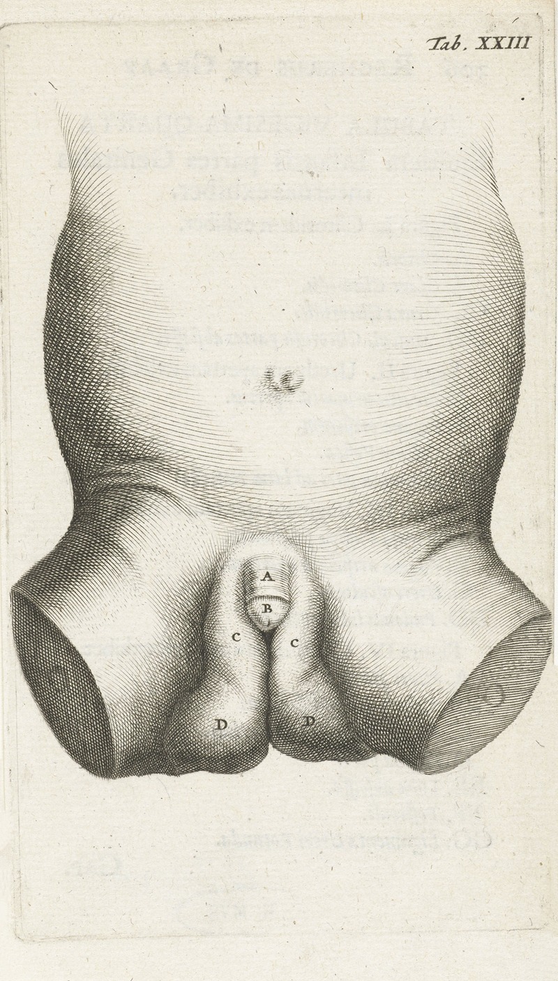 Hendrik Bary - Anatomical illustration of a child’s penis