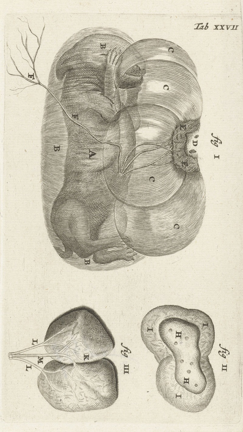 Hendrik Bary - Anatomical illustration of a rabbit fetus in the uterus and the placenta