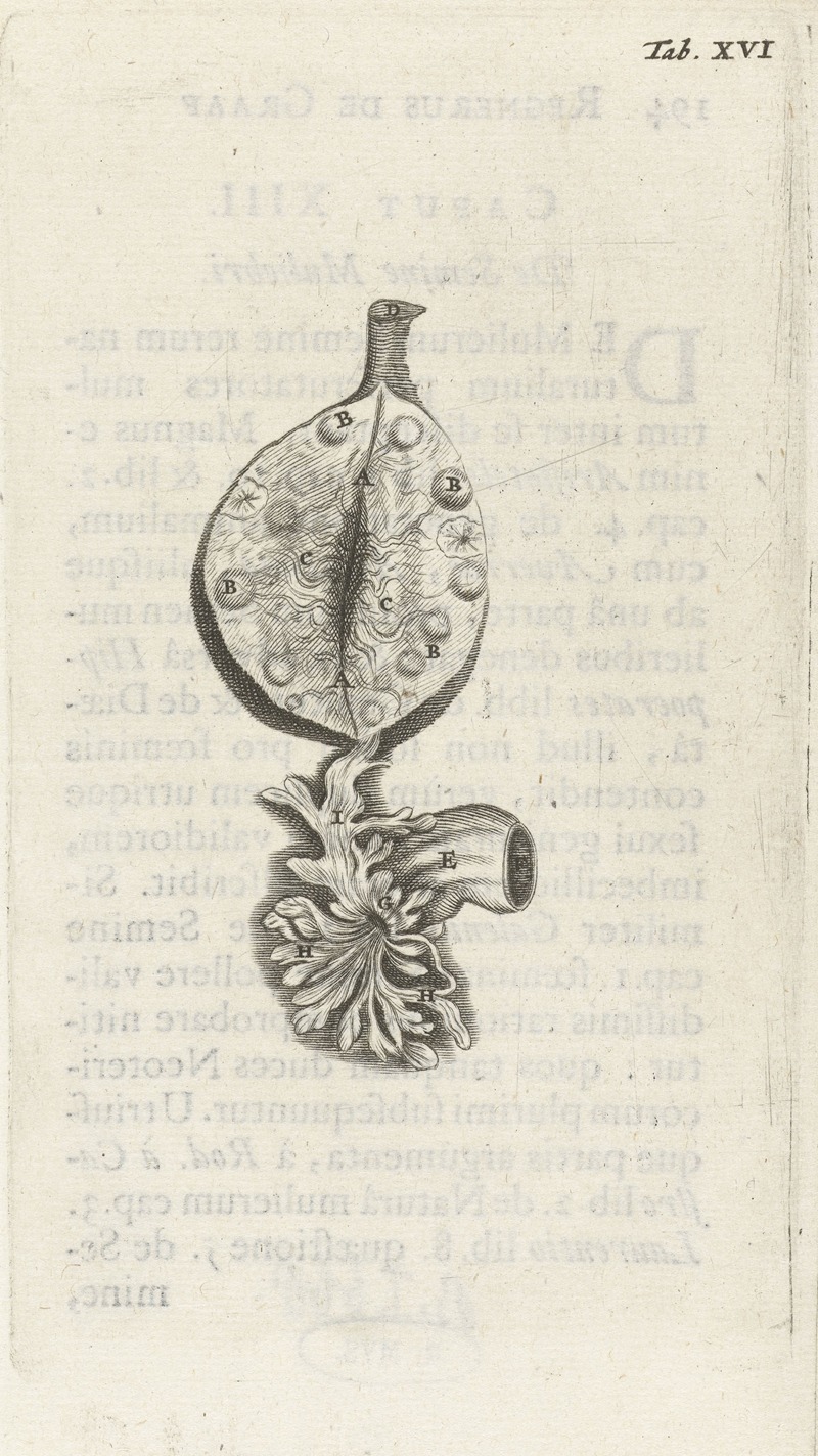 Hendrik Bary - Anatomical illustration of an ovary