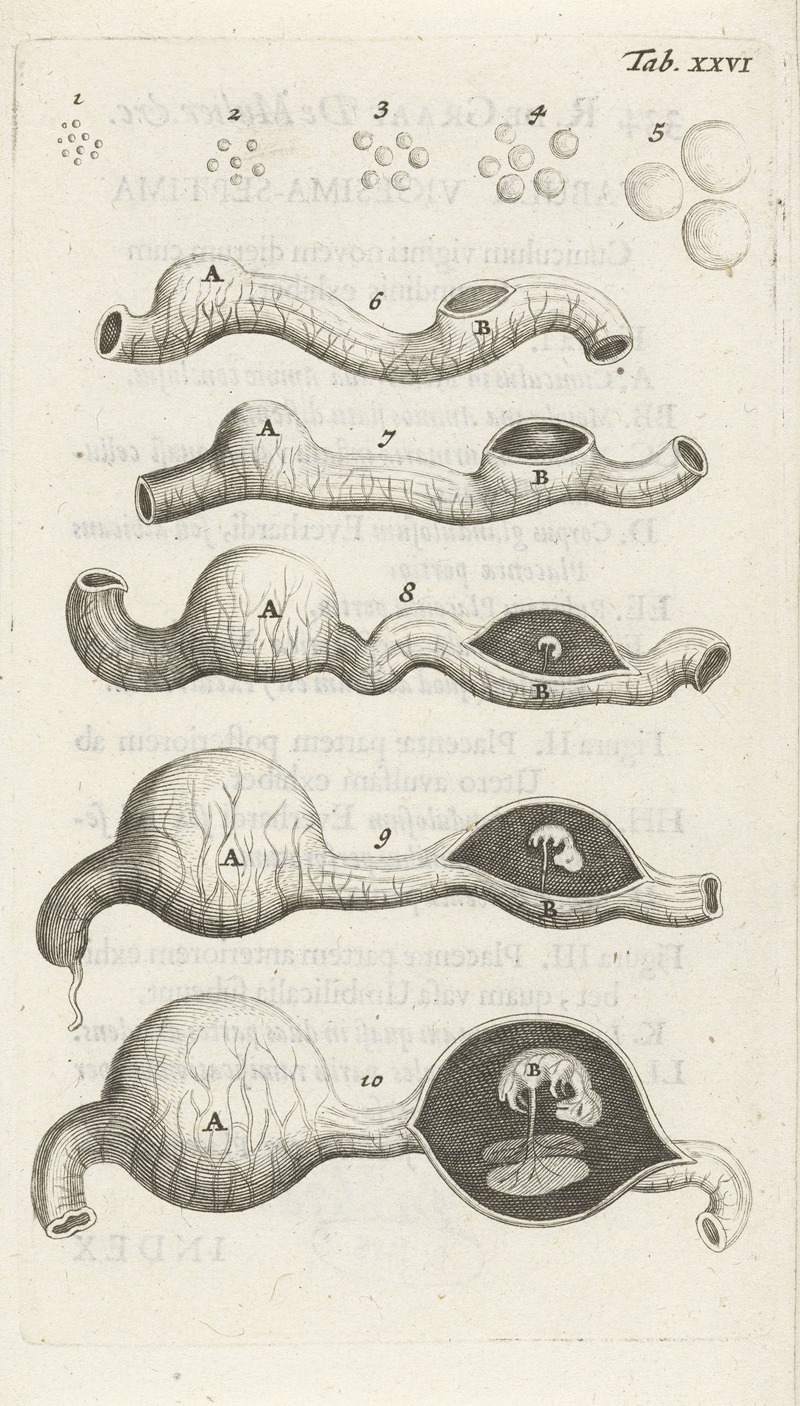 Hendrik Bary - Anatomical illustration of growth stages of the embryo in the uterus