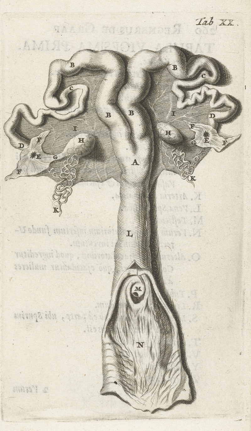 Hendrik Bary - Anatomical illustration of the cervix, uterus, fallopian tubes and ovaries