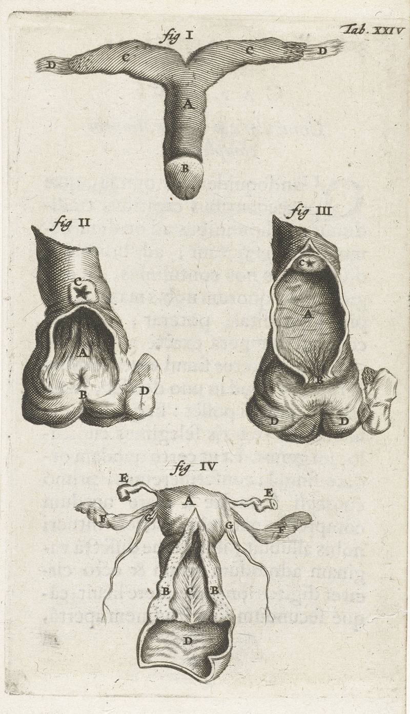 Hendrik Bary - Anatomical illustration of the clitoris, vagina and uterus