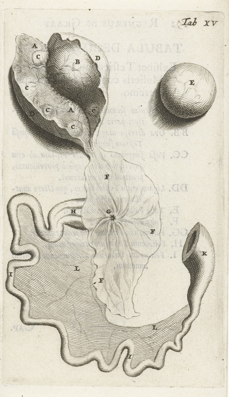 Hendrik Bary - Anatomical illustration of the fallopian tube and ovaries