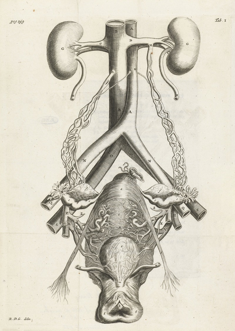 Hendrik Bary - Anatomical illustration of the female reproductive organs and kidneys.