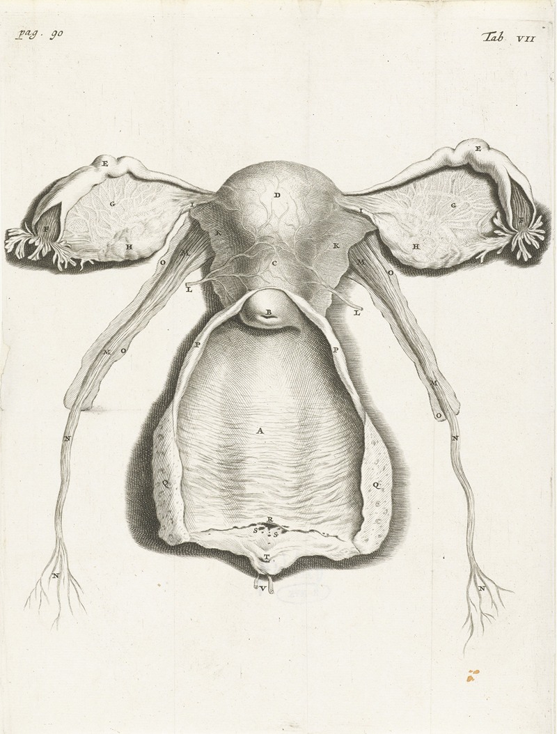 Hendrik Bary - Anatomical illustration of the inside of the uterus, fallopian tube and ovaries