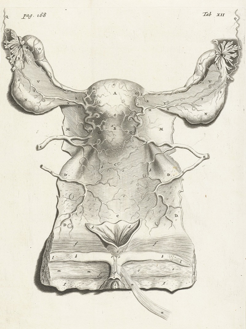 Hendrik Bary - Anatomical illustration of the inside of the uterus.