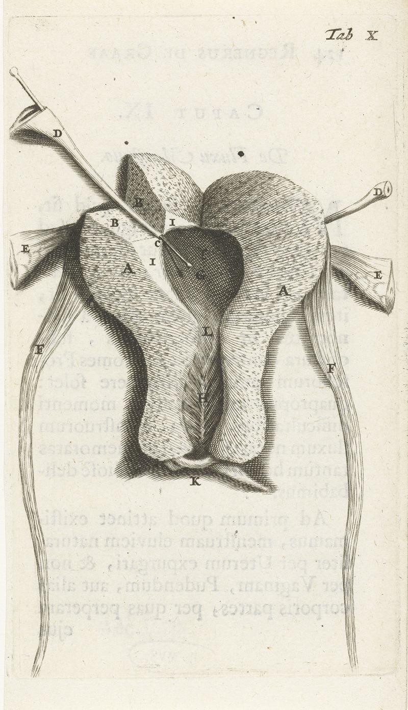 Hendrik Bary - Anatomical illustration of the inside of the uterus