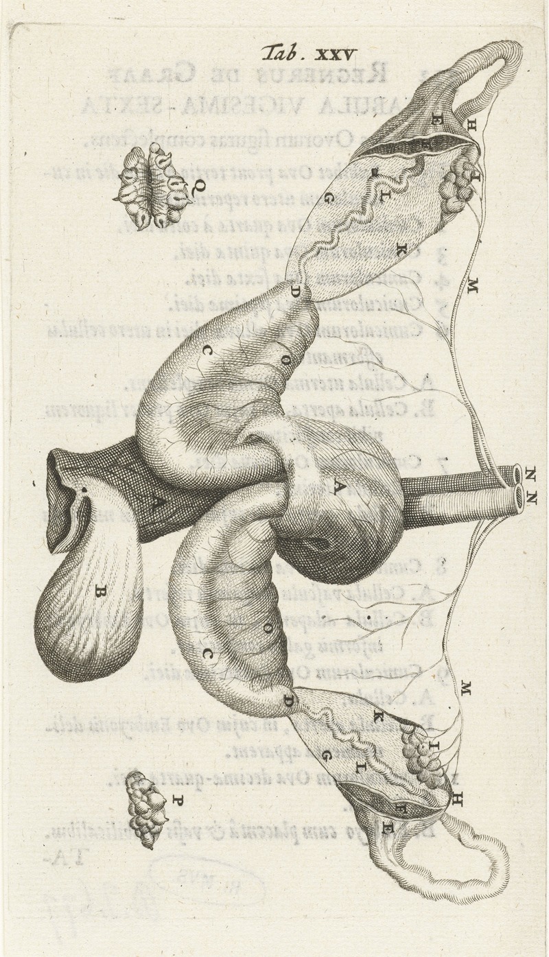 Hendrik Bary - Anatomical illustration of the ovaries and fallopian tubes