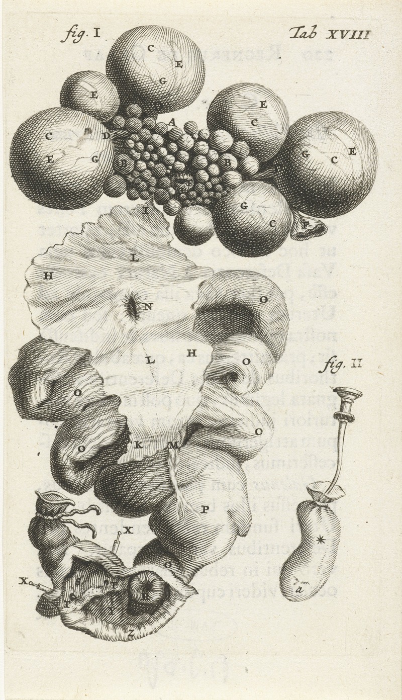 Hendrik Bary - Anatomical illustration of the path of the egg in the uterus