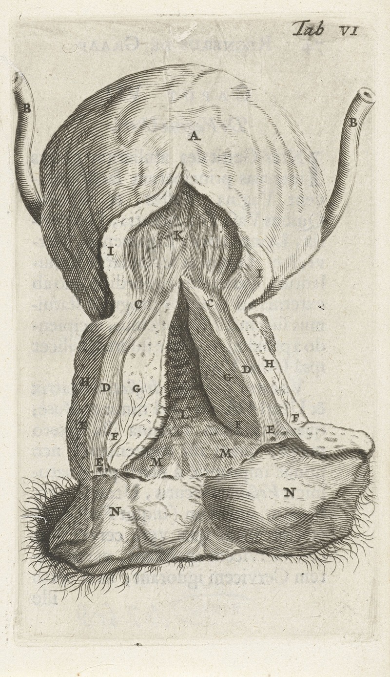 Hendrik Bary - Anatomical illustration of the vagina and the uterus.