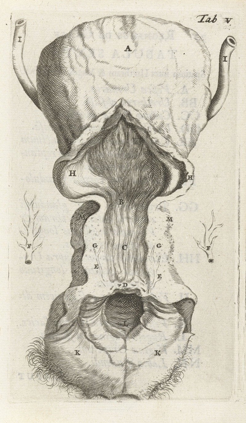 Hendrik Bary - Anatomical illustration of the vagina and the uterus