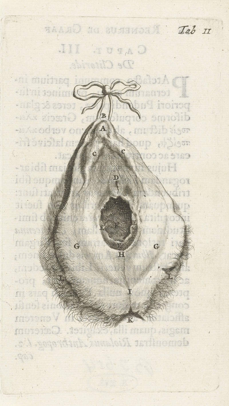 Hendrik Bary - Anatomical illustration of the vagina