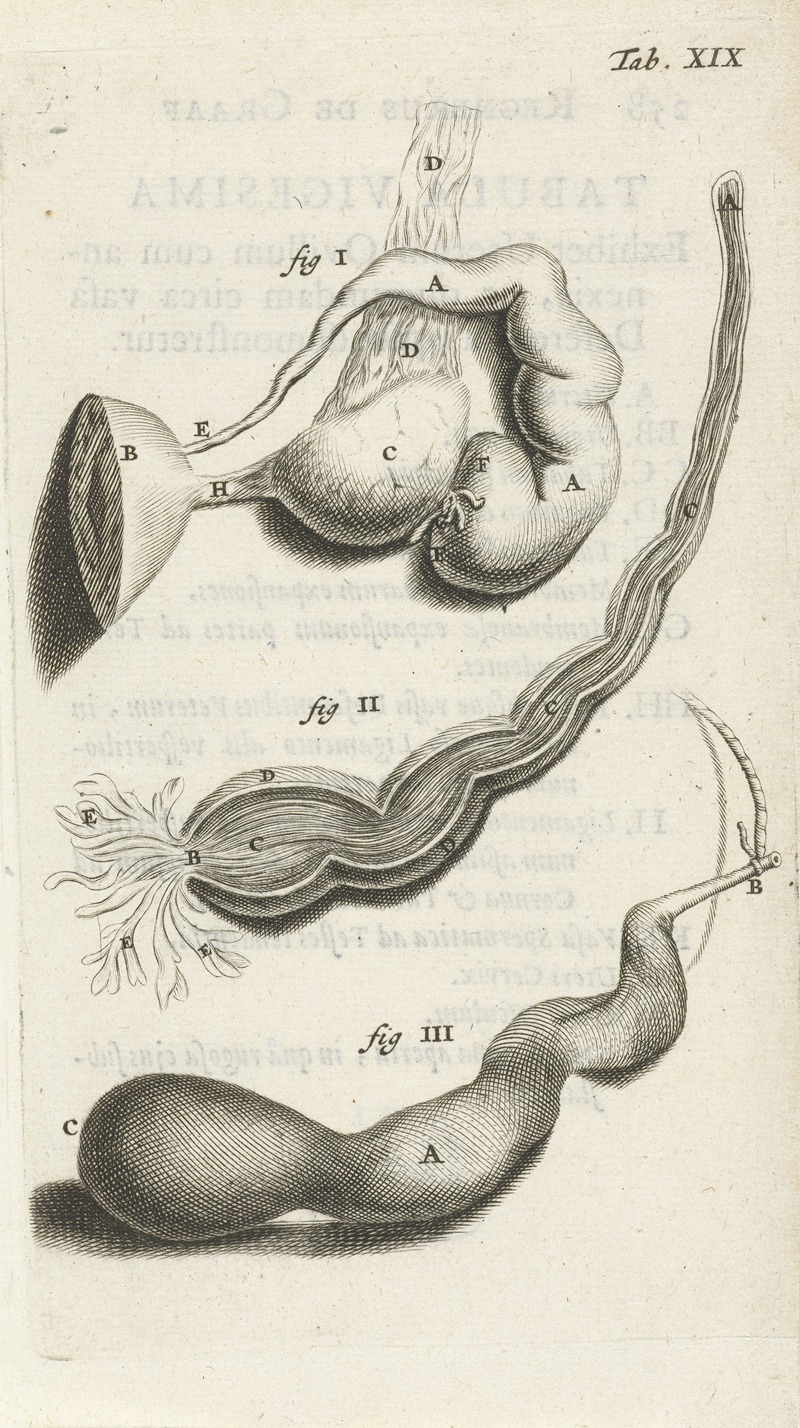 Hendrik Bary - Anatomical illustration of various female genitalia.