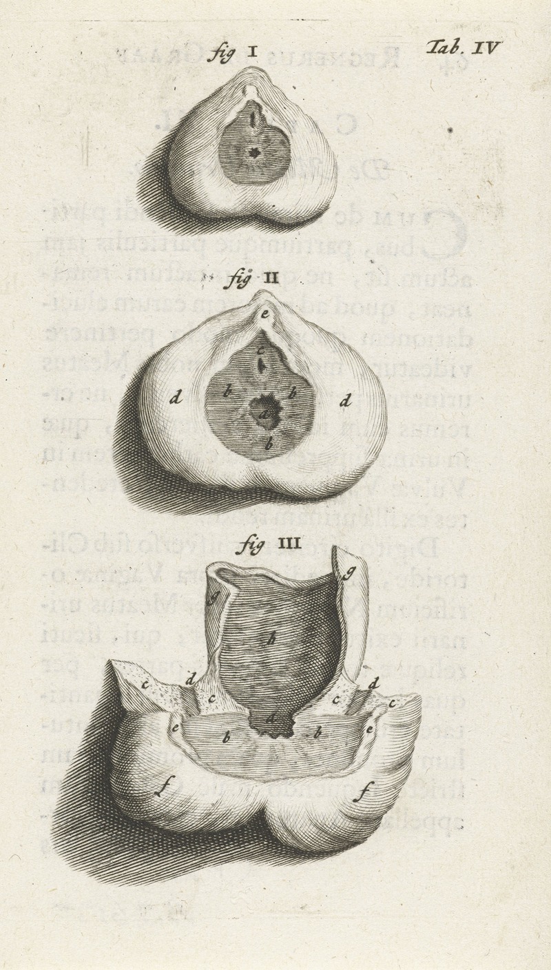 Hendrik Bary - Anatomical image of a sphincter