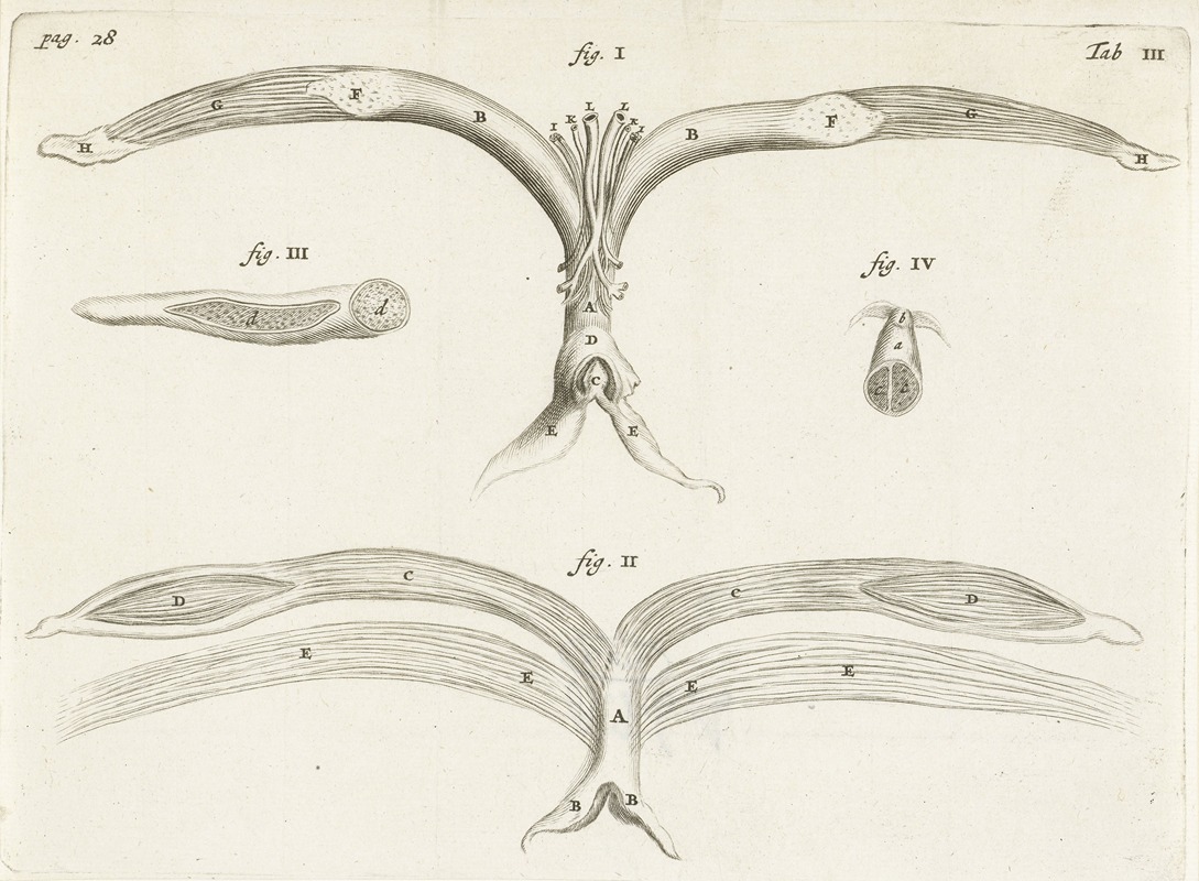 Hendrik Bary - Anatomical image of female genitalia.