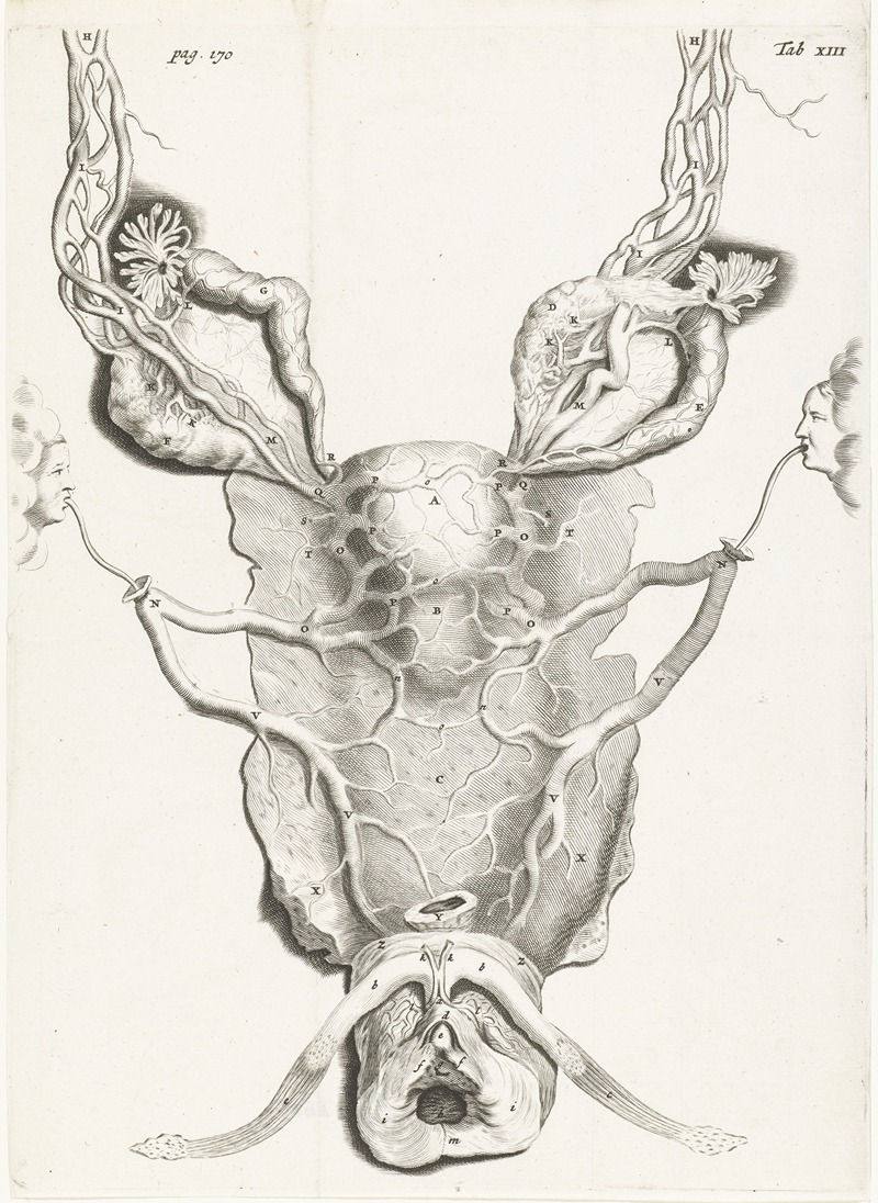 Hendrik Bary - Anatomical image of the uterus in enlarged form.